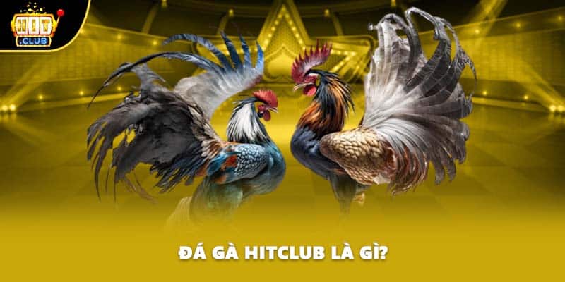 Đá gà HITCLUB là gì?