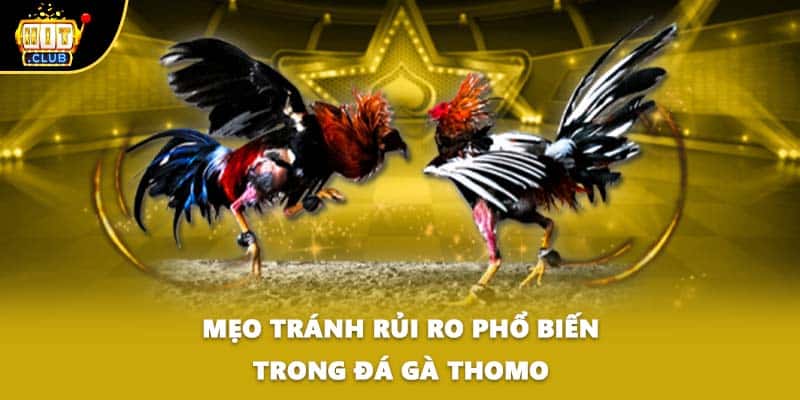 Mẹo tránh rủi ro phổ biến trong đá gà thomo
