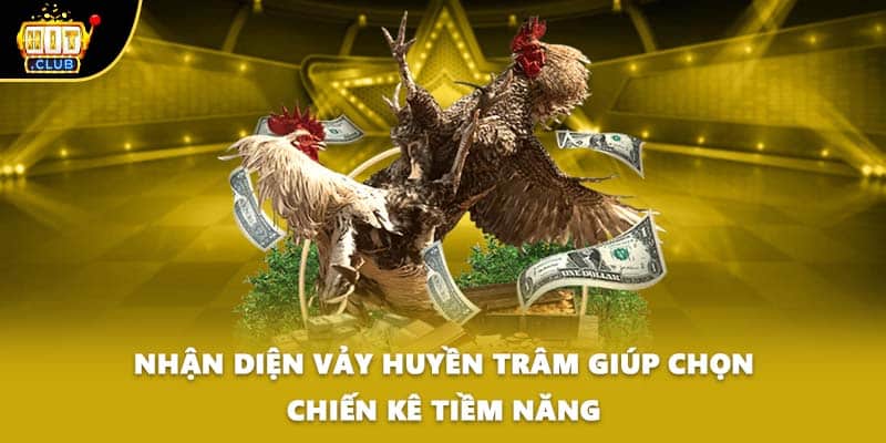 Nhận diện vảy huyền trâm giúp chọn chiến kê tiềm năng