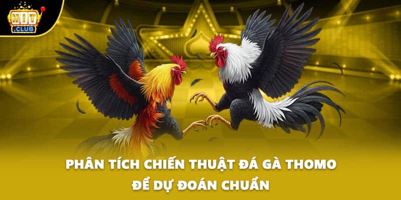 Phân tích chiến thuật đá gà thomo để dự đoán chuẩn