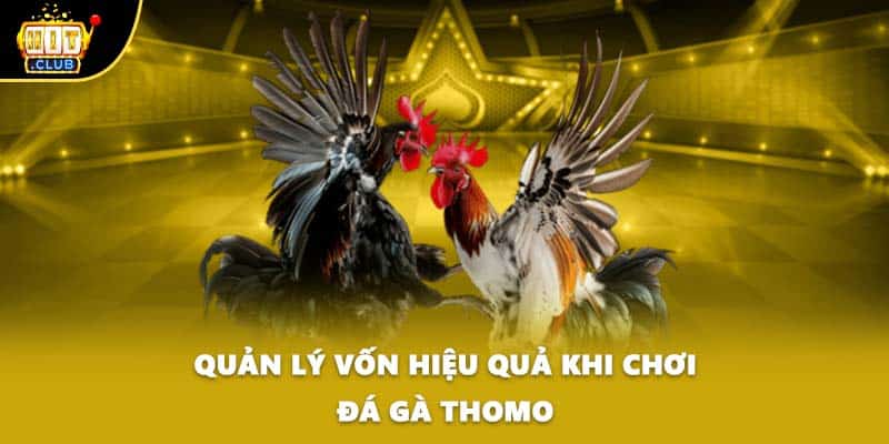 Quản lý vốn hiệu quả khi chơi đá gà thomo