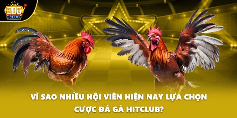 Vì sao nhiều hội viên hiện nay lựa chọn cược đá gà HITCLUB?